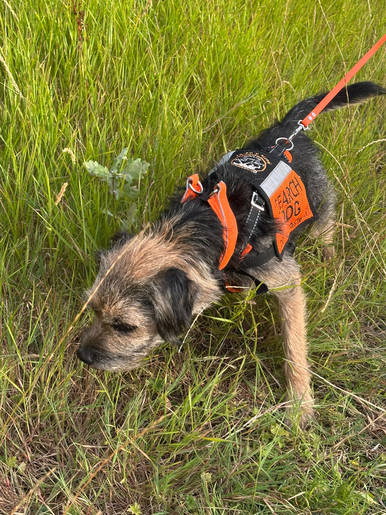 Kalle